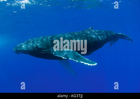 Baleine à bosse (Megaptera novaeangliae) à Vava'u, Royaume de Tonga, un lieu de reproduction et de mise bas pour les baleines dans le Pacifique. Banque D'Images