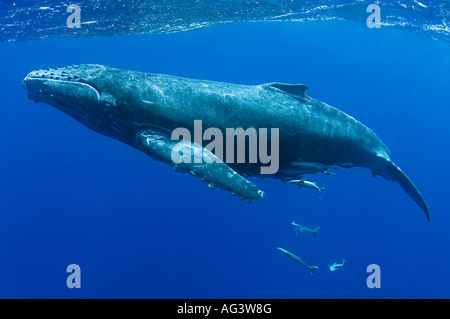 Baleine à bosse (Megaptera novaeangliae) à Vava'u, Royaume des Tonga, un important lieu de reproduction et de mise bas pour l'espèce. Banque D'Images