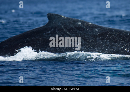 Baleine à bosse (Megaptera novaeangliae) à Vava'u, Royaume des Tonga, un important lieu de reproduction et de mise bas pour l'espèce. Banque D'Images