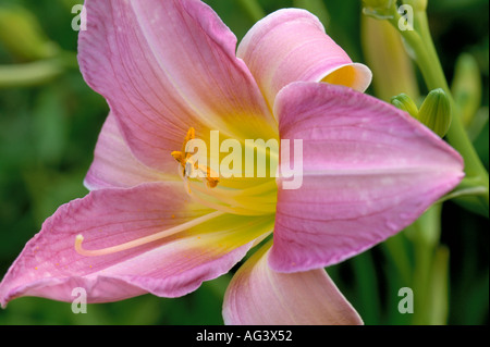 Hemerocallis Catherine Woodbery Banque D'Images