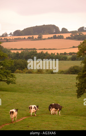 Après la traite des vaches Frisonnes sur une ferme laitière dans le Gloucestershire UK Banque D'Images