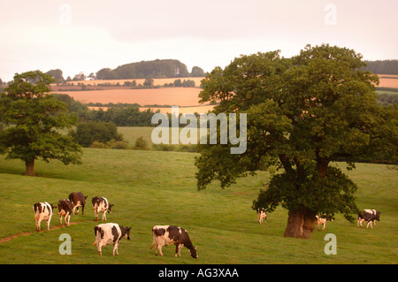 Après la traite des vaches Frisonnes sur une ferme laitière dans le Gloucestershire UK Banque D'Images