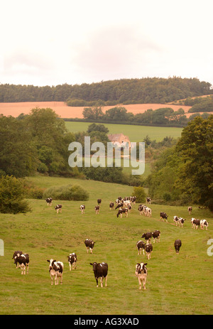 Après la traite des vaches Frisonnes sur une ferme laitière dans le Gloucestershire UK Banque D'Images