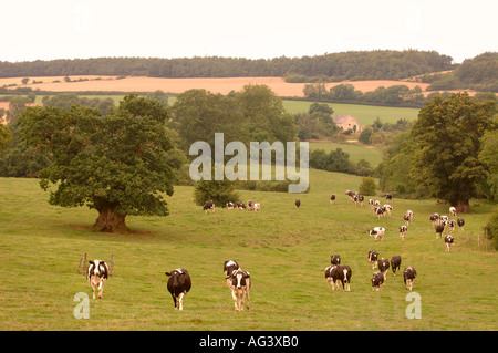 Après la traite des vaches Frisonnes sur une ferme laitière dans le Gloucestershire UK Banque D'Images