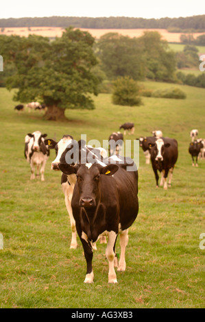 Après la traite des vaches Frisonnes sur une ferme laitière dans le Gloucestershire UK Banque D'Images