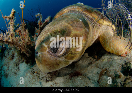 Les tortues caouannes (Caretta caretta) dormir sur le récif à Palm Beach, FL. Banque D'Images