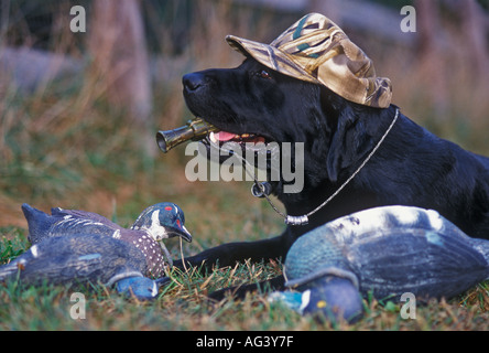 La chasse aux canards Labrador Retriever avec appel Duck Decoys hat camouflage Banque D'Images