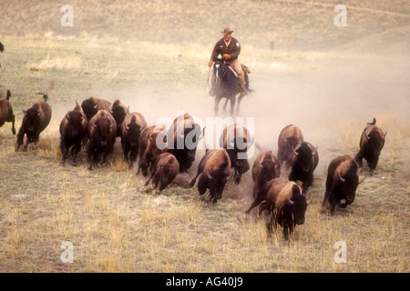 Buffalo roundup, Moiese Montana USA National Bison Range Banque D'Images