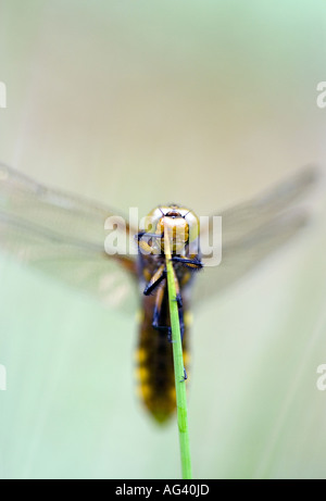 Libellula depressa. Corps large chaser libellule posée sur l'herbe des marais. UK Banque D'Images