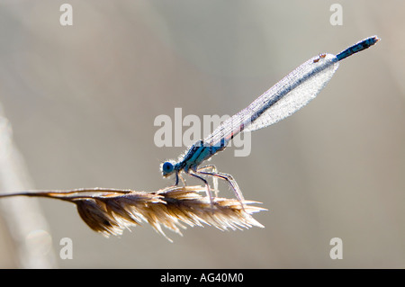 Enallagma atricollis. Bleue sur l'herbe tête avec gouttes de rosée close-up dans la campagne anglaise Banque D'Images