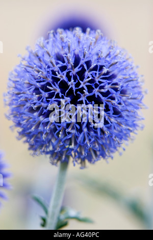 Echinops ritro veitch's blue. Globe thistle flower dans un jardin anglais Banque D'Images