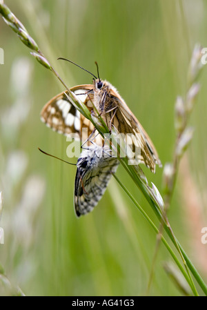 Melanargia galathea. L'accouplement des papillons blancs marbrés dans la campagne anglaise Banque D'Images