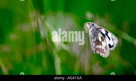 Melanargia galathea. Marbré de papillon blanc sur l'herbe dans la campagne anglaise Banque D'Images