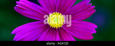 Cosmos bipinnatus rose fleur tête contre un fond vert sombre. Vue panoramique Banque D'Images