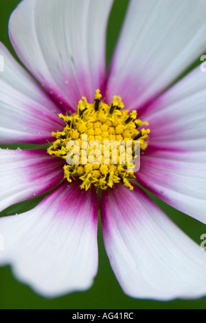 Cosmos rose blanc portrait close-up capitule. Banque D'Images