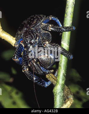 Une noix de coco, ou crabe voleur, Birgus latro. Uepi Island, Îles Salomon. C'est le plus grand crabe terrestre dans le monde Banque D'Images