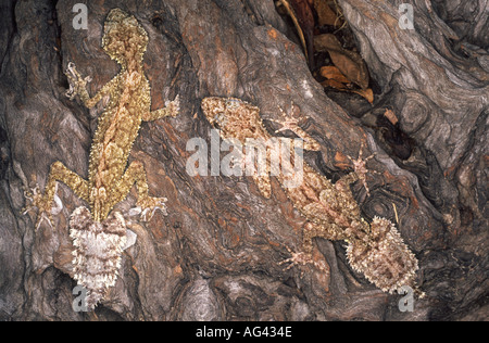 Deux geckos à queue du Nord, Saltuarius cornutus camouflée sur un arbre. Banque D'Images