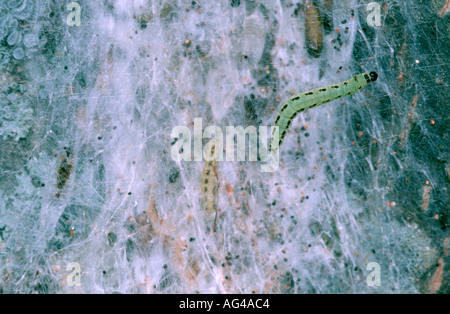 Yponomeuta evonymella larve de l'hyponomeute du pommier dans un petit arbre enveloppé par web social dans les Pyrénées Banque D'Images