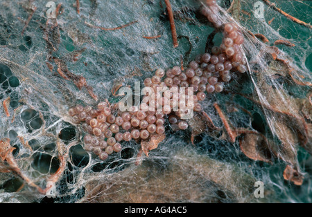 Yponomeuta evonymella les oeufs de l'hyponomeute du pommier dans un petit arbre enveloppé par web social dans les Pyrénées Banque D'Images