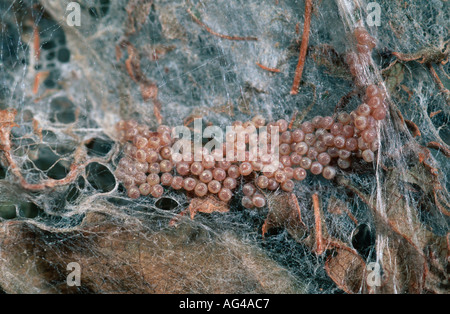 Yponomeuta evonymella les oeufs de l'hyponomeute du pommier dans un petit arbre enveloppé par web social dans les Pyrénées Banque D'Images