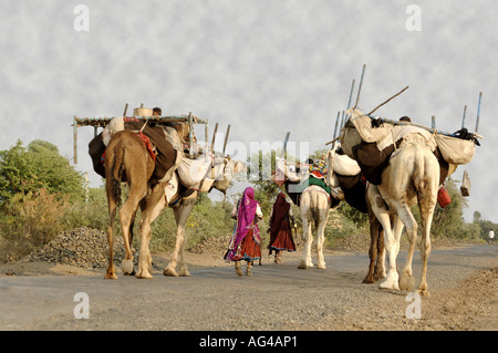 La migration de la famille tsigane indienne déménagement par trois chameaux sur la route près de Akola Maharashtra Inde Asie Akot Banque D'Images
