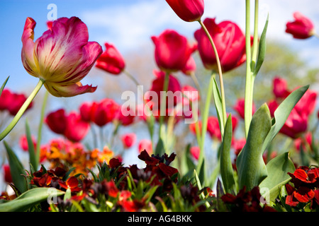 Les vers rouges de tulipes en fleurs au printemps. UK Banque D'Images