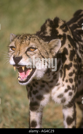 King Cheetah Acinonyx jubatus bouche ouverte grondant à la caméra Banque D'Images