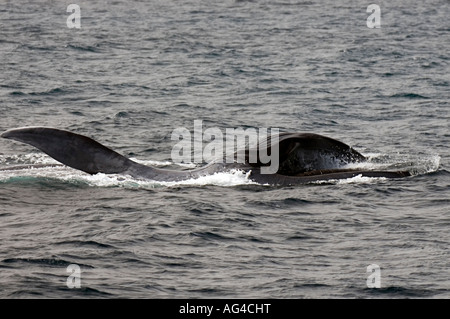 Rorqual bleu (Balaenoptera musculus) sur une jambe se nourrissant de plancton dans le Pacifique Est, près d'Ensenada au Mexique. Banque D'Images