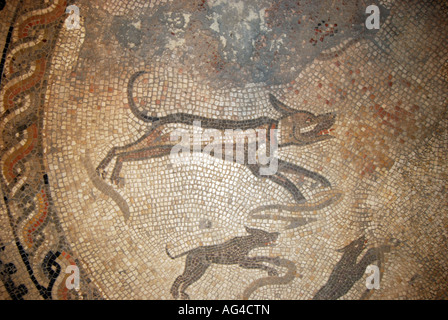 Les chiens de chasse mosaïque, Musée Corinium, Park Street, Cirencester, Gloucestershire, Angleterre, Royaume-Uni Banque D'Images