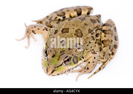 Grenouille verte Ibérique appartenant aux espèces Rana perezi Banque D'Images