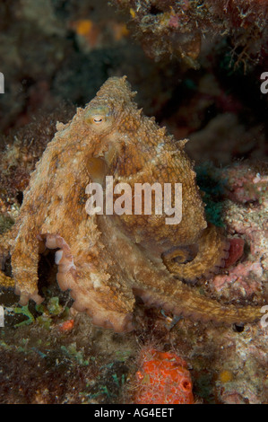 Caribbean Reef Octopus (Octopus briareus) photographié à Palm Beach, FL. Banque D'Images
