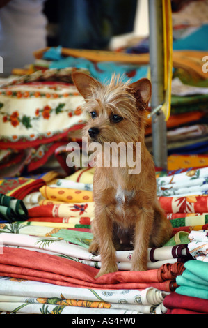 Un chien terrier est assis sur des tissus colorés sur un étal de marché à Saint Tropez dans le sud de la France Banque D'Images