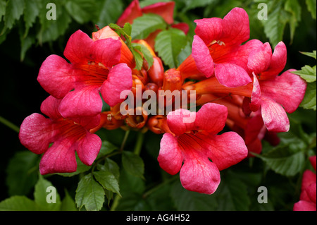 Trumpet vine, campsis radicans, Wisley Horticultural Gardens Royal Surrey England Banque D'Images