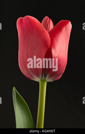 Ile de France Tulip Banque D'Images