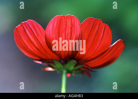 Cosmos chocolat Cosmos atrosanguineus Banque D'Images