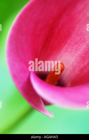 Calla Lily Zantedeschia rose pâle Banque D'Images