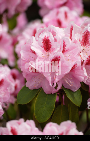Mme Rhododendron Wisley Furnival Horticultural Gardens Royal Surrey England Banque D'Images