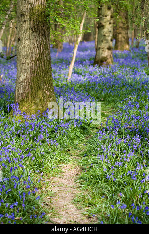 Tourné de l'anglais au printemps bois Bluebell -temps. Banque D'Images