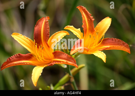 Hemerocallis Jane Graham Wisley Horticultural Gardens Royal Surrey England Banque D'Images