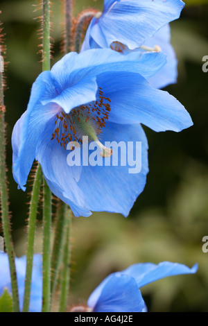 Meconopsis betonicifolia Wisley Horticultural Gardens Royal Surrey England Banque D'Images