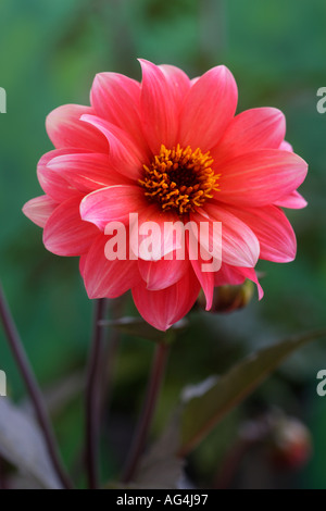 Dahlia évêque d'Auckland Wisley Horticultural Gardens Royal Surrey England Banque D'Images