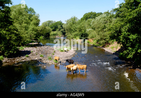 Le bétail de se rafraîchir dans la rivière à Talybont sur l'Usk dans le parc national de Brecon Beacons Powys South Wales UK Banque D'Images