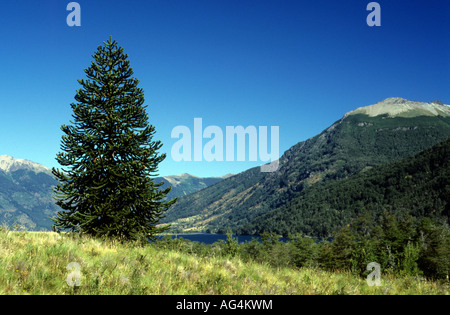 Arbre généalogique monkey puzzle et la vallée en Patagonie Banque D'Images