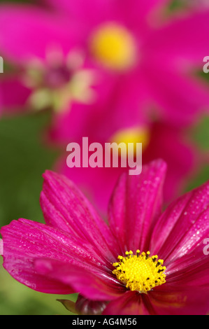Sonate Cosmos fleur Carmina Banque D'Images