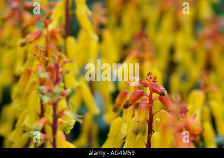 Lachenalia Aloides Cape coucou bleu fleurs Banque D'Images