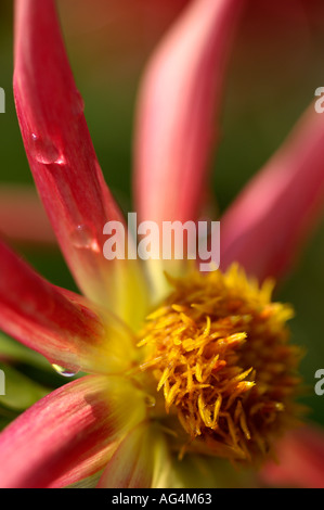 Fleur Dahlia sp Banque D'Images