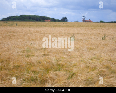 Les champs de blé et de maturation dans l'East Anglia moulin traditionnel comté de Norfolk, Angleterre Banque D'Images