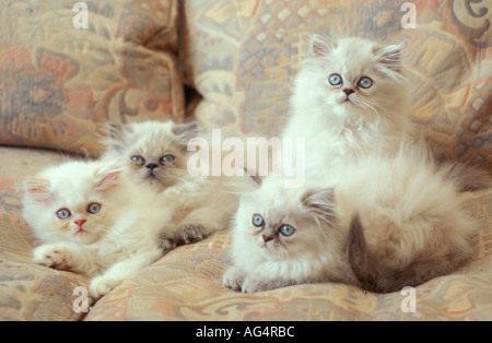 Chatons persan sur un canapé Banque D'Images