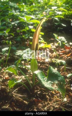 Lords and Ladies Arum maculatum plante en fleur au printemps, Hawkes, bois forestiers Thorpe Salvin, South Yorkshire, Angleterre Banque D'Images