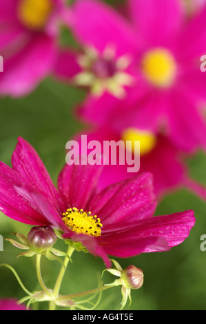 Sonate Cosmos Carmina Banque D'Images
